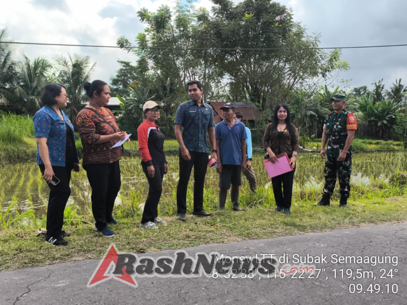 Babinsa Turun Sawah, Serka Dewa Putu Dampingi Pengendalian Hama Tikus Dan Monitoring LTT