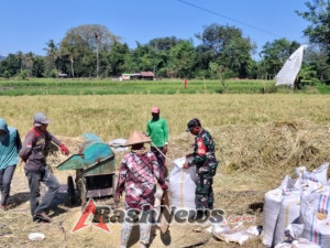 Panen Padi Bersama Warga, Babinsa Lape Bukti Komitmen TNI untuk Rakyat