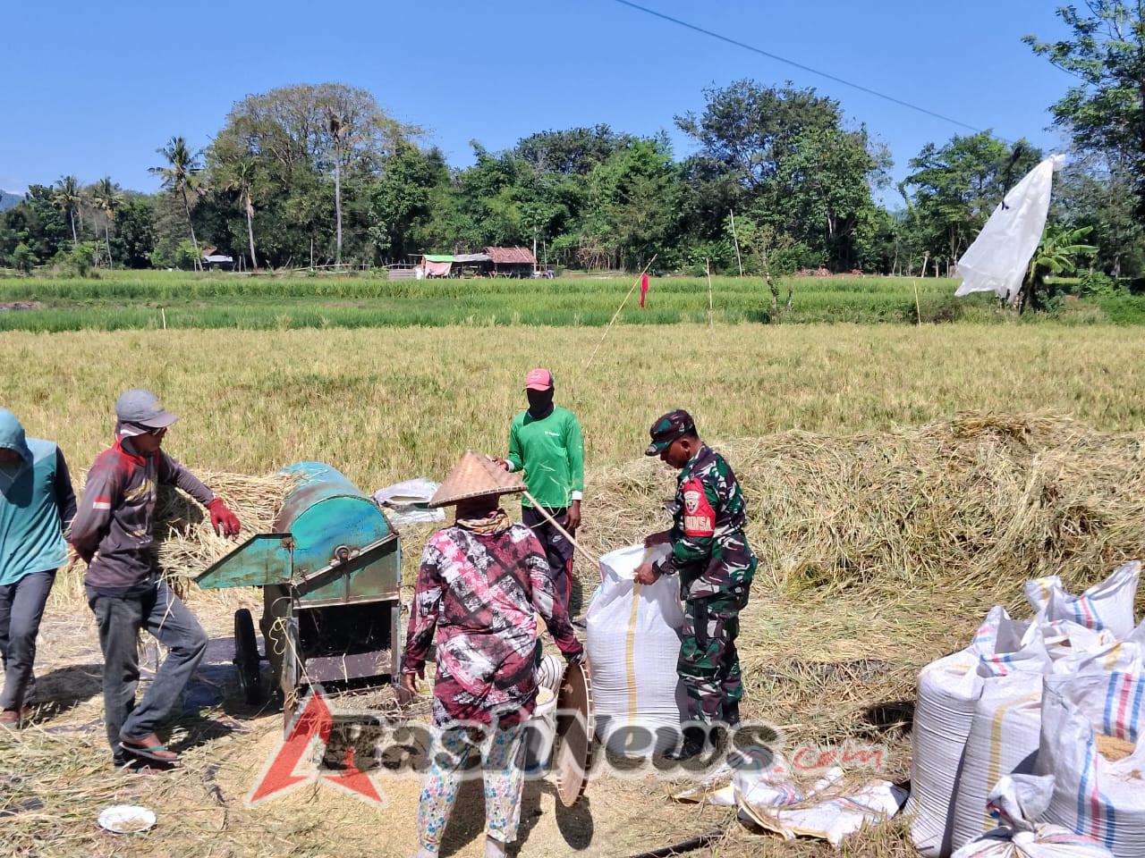 Panen Padi Bersama Warga, Babinsa Lape Bukti Komitmen TNI untuk Rakyat