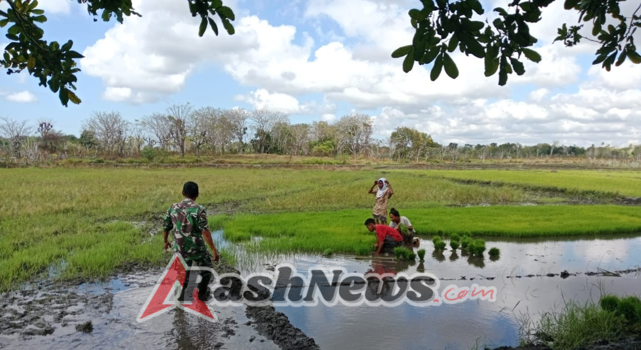 Babinsa Kodim 1601/Sumba Timur Aktif Dampingi Petani Desa Kabaru