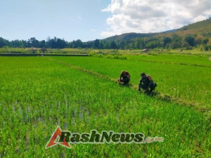 Babinsa Serda Husni Karim Dampingi Petani Bersihkan Lahan Padi di Desa Aimoli