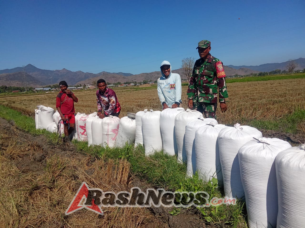 Bulog dan Babinsa Bersinergi Jaga Fair Price Penyerapan Gabah di Poktan So Palawu