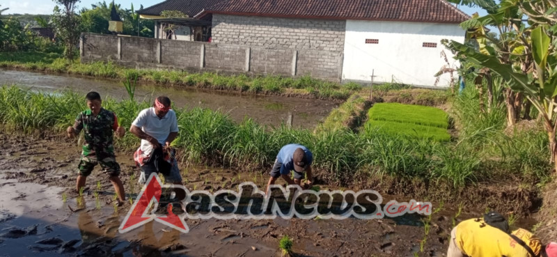 Babinsa Pesinggahan Tanam Padi Bersama Petani, Wujud Nyata TNI Dukung Ketahanan Pangan