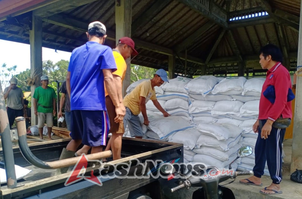 Penyaluran Pupuk dan Bibit Cabai, Babinsa Dampingi Pendistribusian