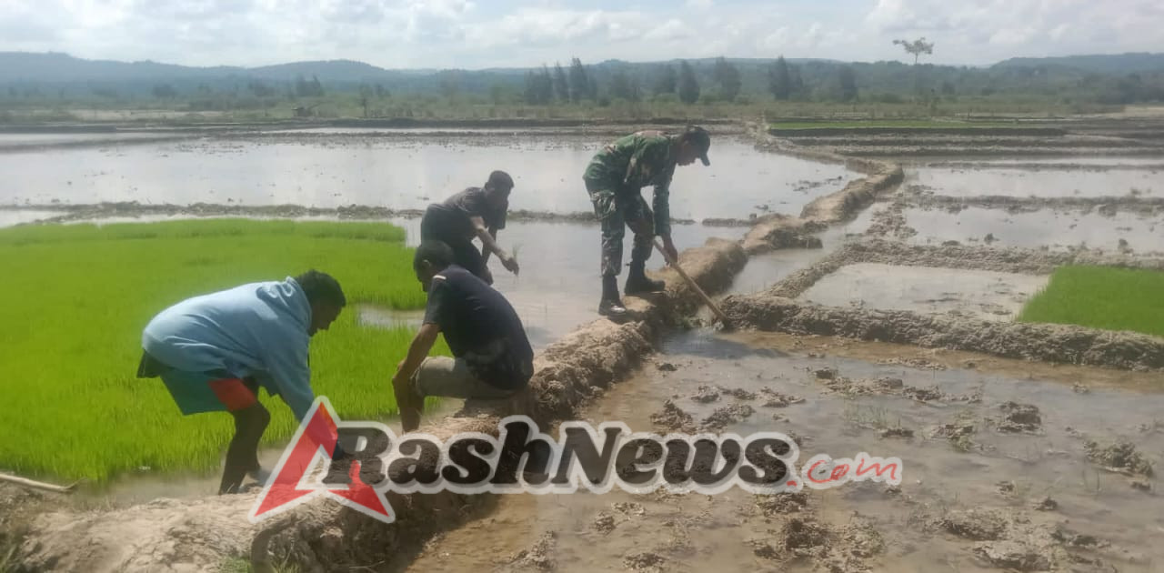 Babinsa Kodim 1621/TTS Turun Ke Sawah Bantu Siapkan Lahan Tanam Padi Petani
