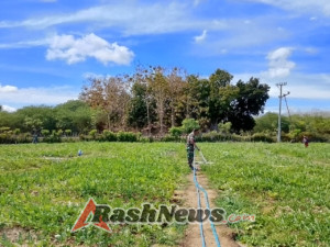 Komsos Babinsa di Lahan Pertanian Hundihopo Pererat Kebersamaan