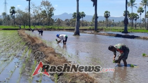Babinsa dan Petani Hauteas Bersama Wujudkan Swasembada Pangan Lewat Tanam Padi