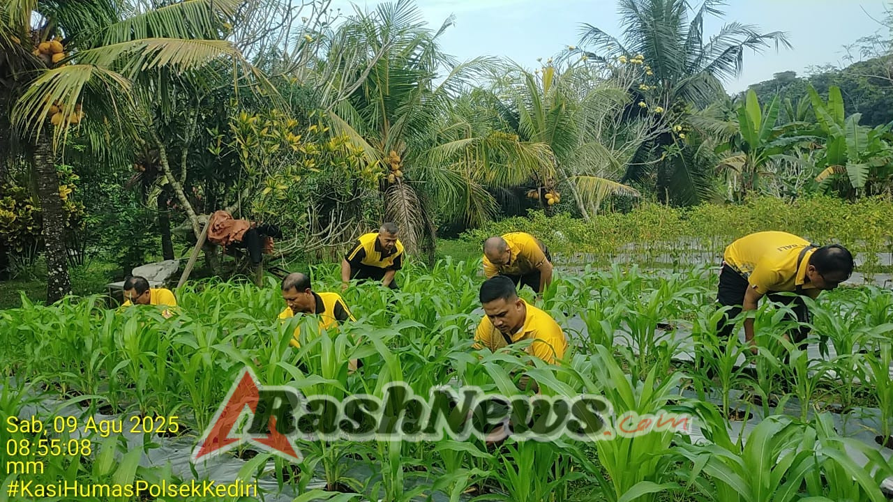 Personil Polsek Kediri Laksanakan Perawatan Tanaman Jagung di Lokasi Banjar Tenten