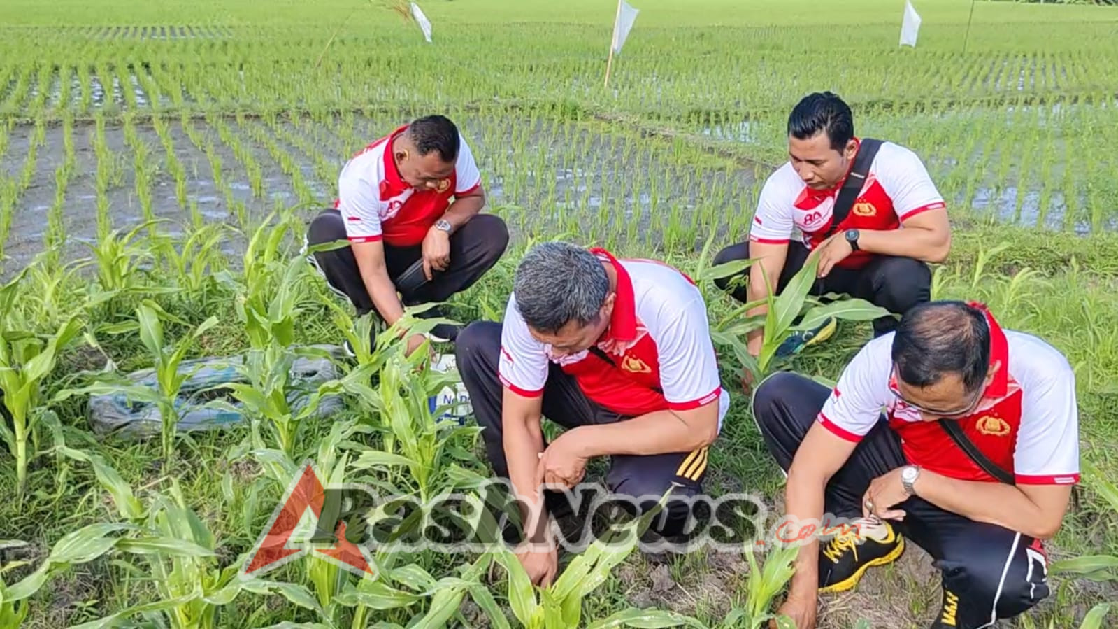 Kapolsek Kerambitan Pimpin langsung kegiatan perawatan Tanaman Jagung.