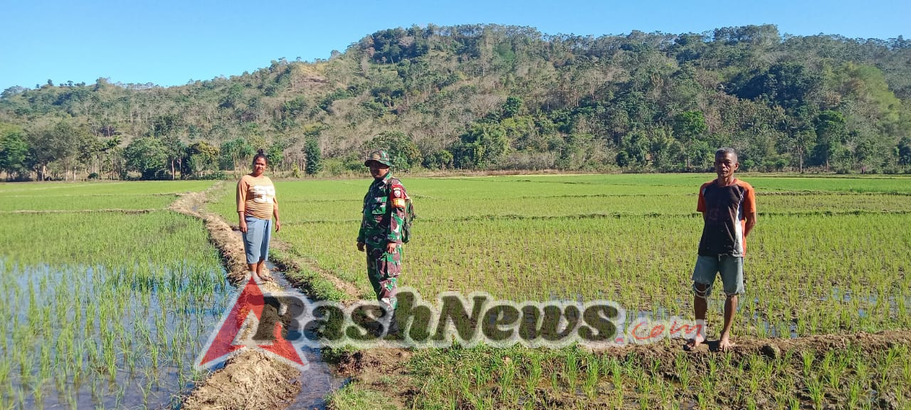 Babinsa Tabundung Bersama Petani Lakukan Pengecekan Tanaman Tanaman Padi