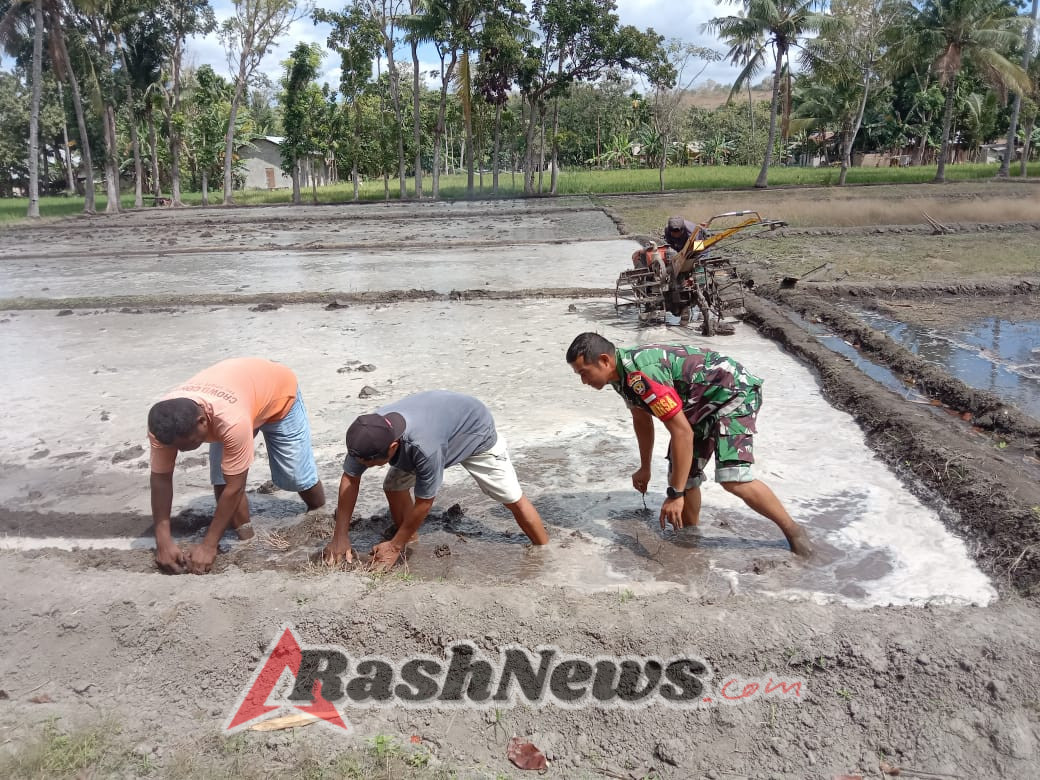 Sertu M. Ali Bersama Warga Malumbi Siapkan Lahan Tanam Padi