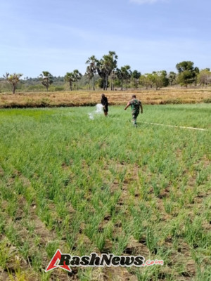 Komsos Dengan Petani Babinsa Bantu Siram Bawang