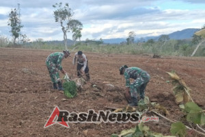 Optimasi Lahan Pertanian Pada Kegiatan TMMD 125 Kodim Belu Capai 100 Persen