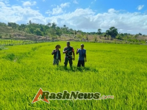 Kopda Otniel Bofe Babinsa Koramil 03/Batutua Dampingi Petani Turun ke Sawah Cek Pertumbuhan Padi