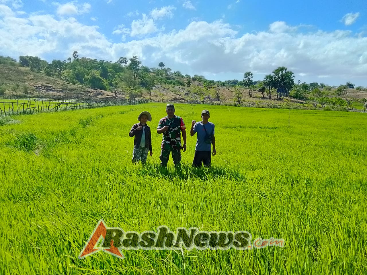 Kopda Otniel Bofe Babinsa Koramil 03/Batutua Dampingi Petani Turun ke Sawah Cek Pertumbuhan Padi