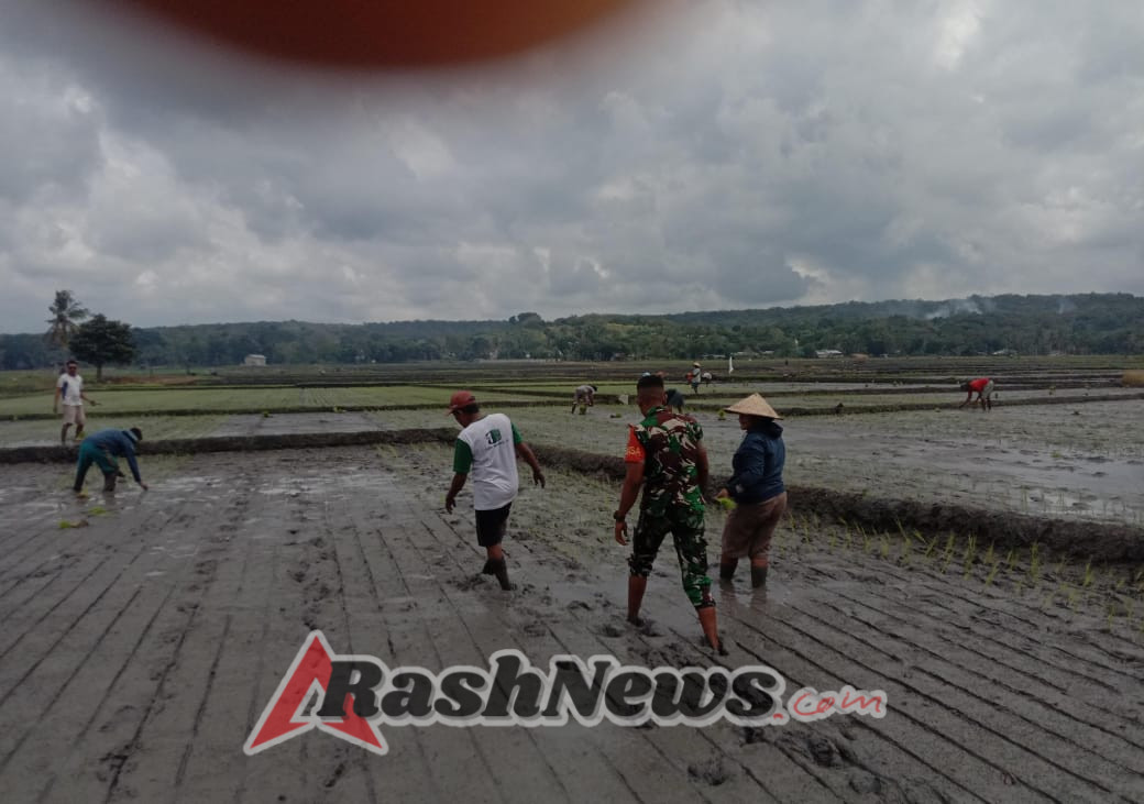 Wujud Kepedulian TNI: Babinsa Koramil 03/Pahunga Lodu Bantu Tanam Padi