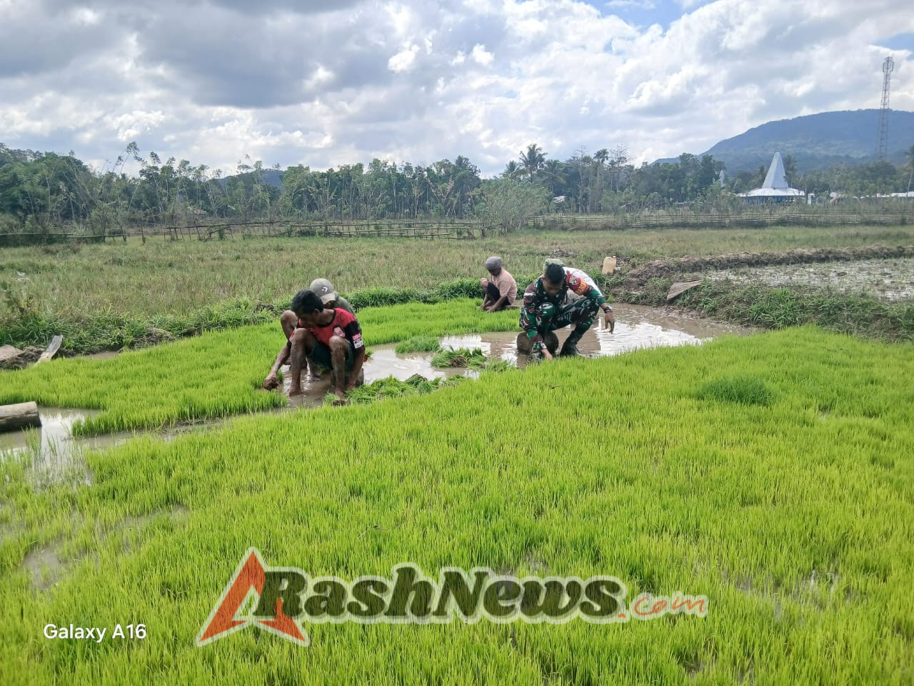 Pratu Denis Nderu Peta  Bantu Petani Cabut Bibit Padi Siap Tanam