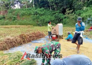 Koramil 1615-05/Masbagik Dukung Ketahanan Pangan Lewat Pendampingan Panen Padi