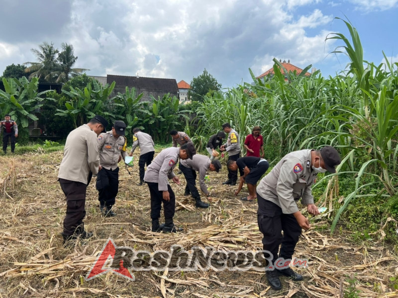 Polsek Gianyar Gelar Penanaman Jagung Dukung Ketahanan Pangan Nasional