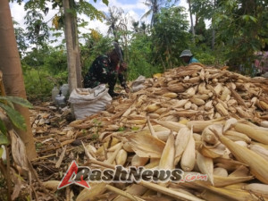 Babinsa Adonara Dukung Petani Lewokeleng Panen Jagung