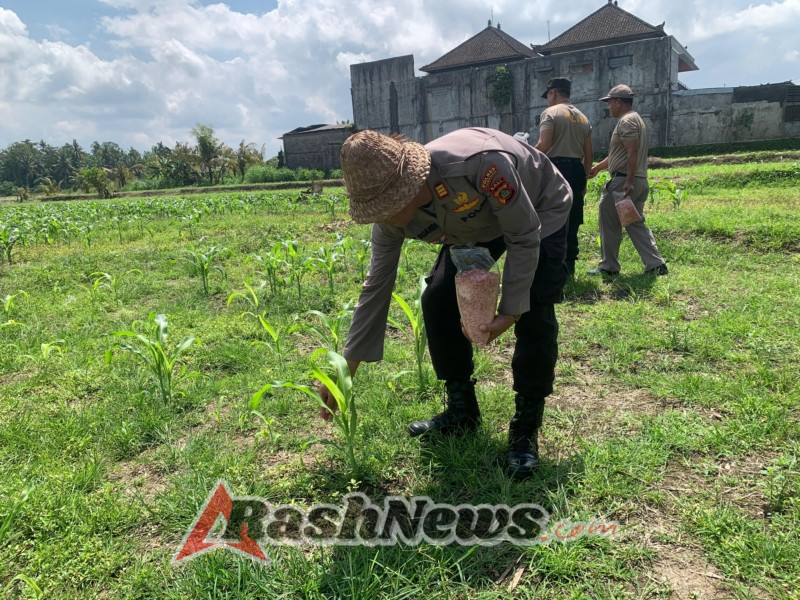 Kapolsek Marga Pimpin Perawatan Tanaman Jagung Kuartal III