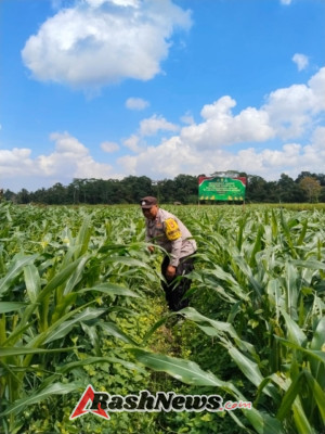 Bhabin Desa Buahan lakukan Perawatan tanaman Jagung