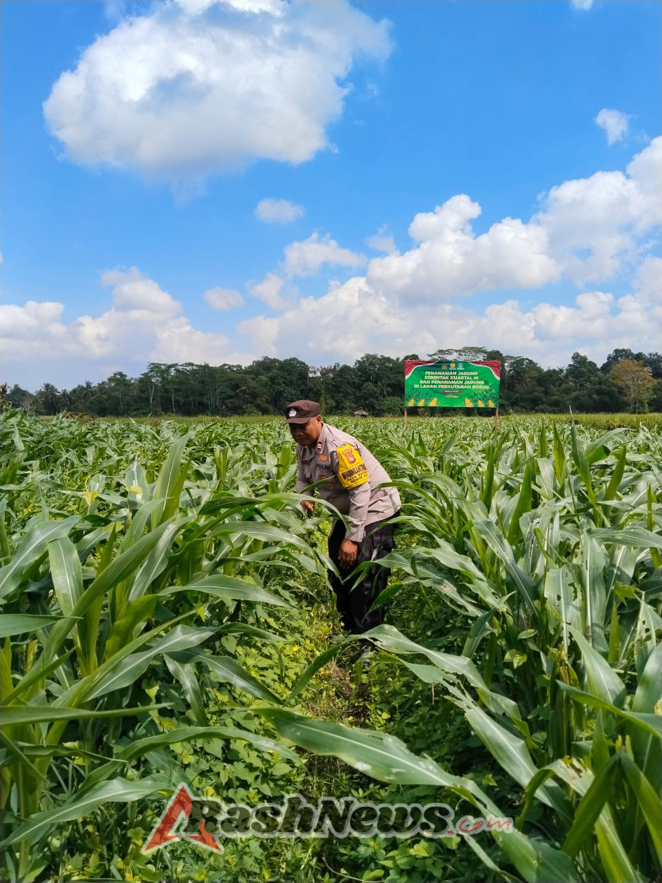 Bhabin Desa Buahan lakukan Perawatan tanaman Jagung