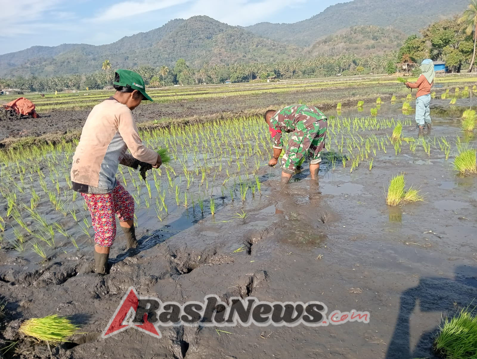 Babinsa Kodim 1602/Ende Giatkan Kegiatan Ketahanan Pangan dengan Kelompok Tani Sinar Baru
