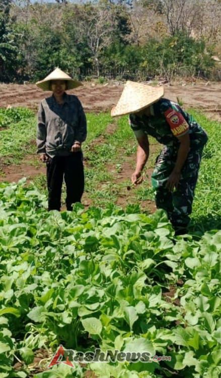 Sertu Nelson Sine Dampingi Petani Bantu Siram Sayur Sawi dan Bersihkan Rumput