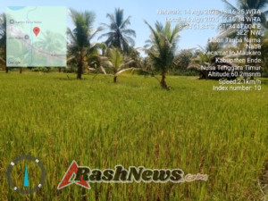 Babinsa Koramil Ende Turun ke Sawah, Dukung Program Ketahanan Pangan Nasional