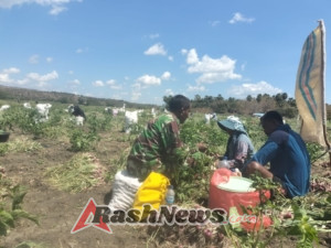 Sinergi Babinsa dan Kelompok Tani Tesabela Hasilkan Panen Bawang Melimpah