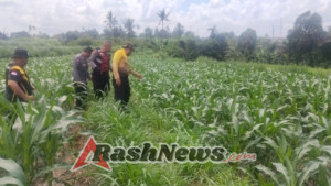 Ketahanan Pangan Nasional, Kapolsek Blahbatuh Pantau Pertumbuhan Jagung di Subak Ampingan Keramas