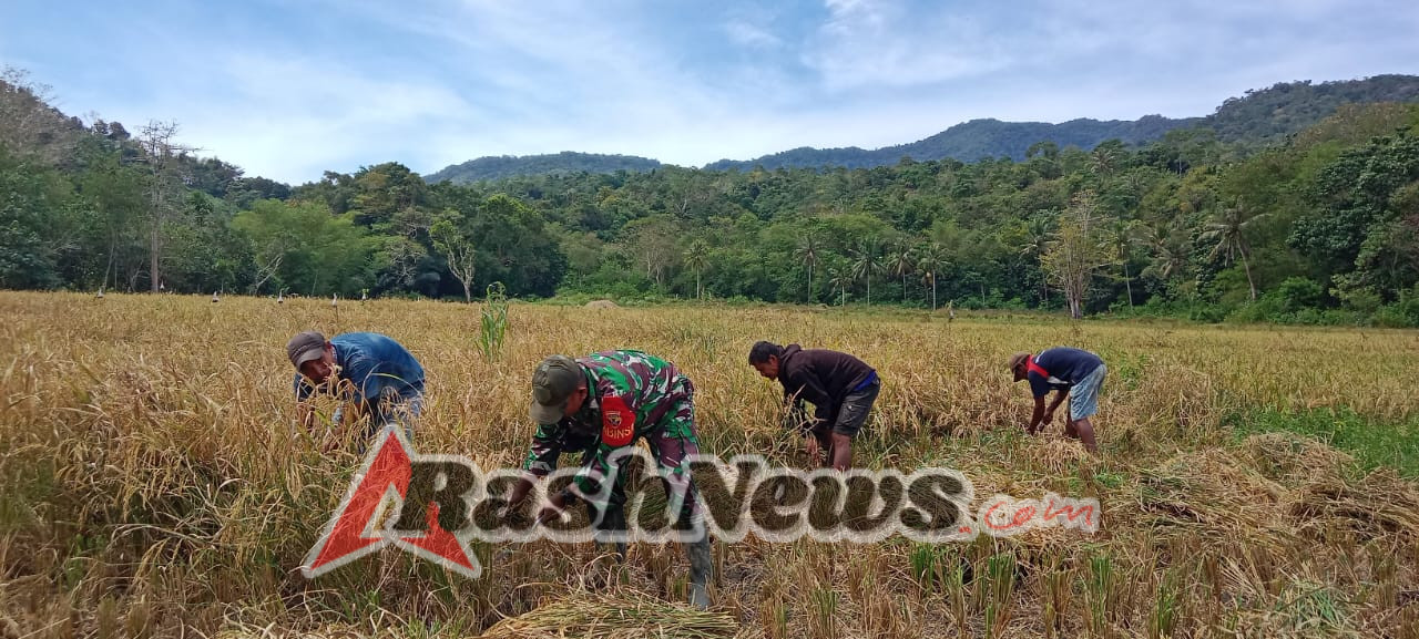Sertu Ejiman Dukung Ketahanan Pangan Lewat Pendampingan Panen Padi