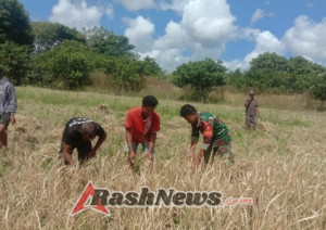 TNI dan Rakyat Bersatu, Babinsa Koramil 03/Pahunga Lodu Dukung Ketahanan Pangan