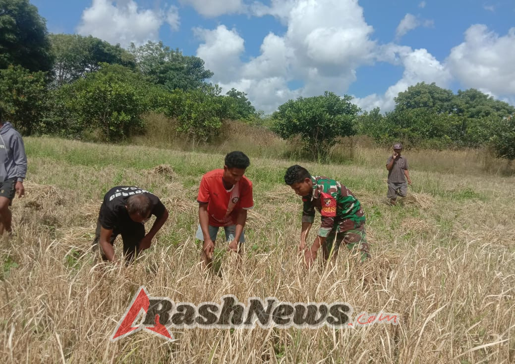 TNI dan Rakyat Bersatu, Babinsa Koramil 03/Pahunga Lodu Dukung Ketahanan Pangan