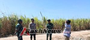 Tinjau Perkebunan Tebu, Kasdim 1601/Sumba Timur Apresiasi Kerja Petani di Praibakul