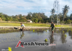 Babinsa Kodim 1602/Ende Hadir di Tengah Masyarakat, Dukung Peningkatan Hasil Pertanian
