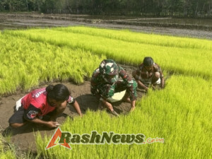 Babinsa Karera Dorong Swasembada Pangan Lewat Pendampingan Cabut Bibit Padi