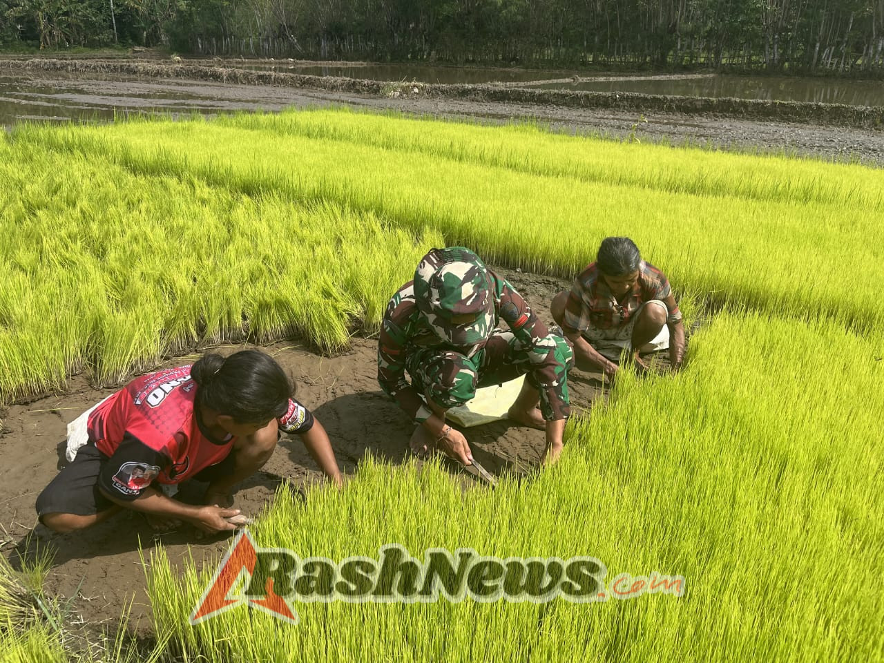 Babinsa Karera Dorong Swasembada Pangan Lewat Pendampingan Cabut Bibit Padi