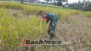 Sinergi TNI dan Petani, Babinsa Jehem Bantu Panen Padi di Sawah Desa Binaan