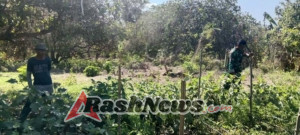 Babinsa Koramil 1624-02/Adonara Dukung Ketahanan Pangan Lewat Komsos dan Penyemprotan Tanaman