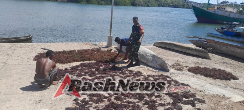 Komsos Dengan Petani Rumput Laut Babinsa Bantu Bersihkan Rumput Laut