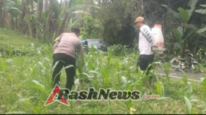Polsek Baturiti lakukan perawatan tanaman jagung