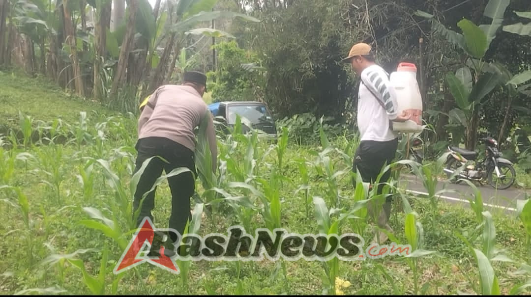 Polsek Baturiti lakukan perawatan tanaman jagung