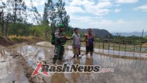 Babinsa Koramil 1618-02/Miobar Bantu Petani Tanam Padi di Dusun Oelfab, Tasinifu