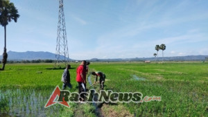 Babinsa Koramil 1618-05/Biut Turun Sawah Bersama Petani Di Desa Hauteas