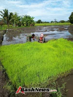 Babinsa Koramil 1612-07/Satarmese Bantu Petani Panen Bibit Padi di Desa Iteng