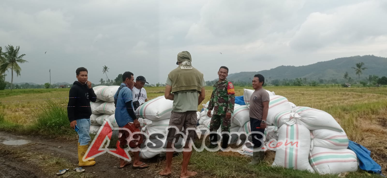 Peran Aktif Babinsa Alas: Lindungi Petani, Jaga Kestabilan Harga Gabah