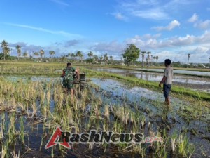Babinsa Kodim 1601/Sumba Timur Dampingi Petani Giatkan Musim Tanam di Rindi