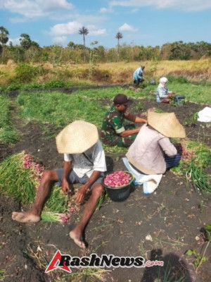 Komsos Bersama Warga Babinsa Bantu Bersihkan Hasil Panen Bawang Merah
